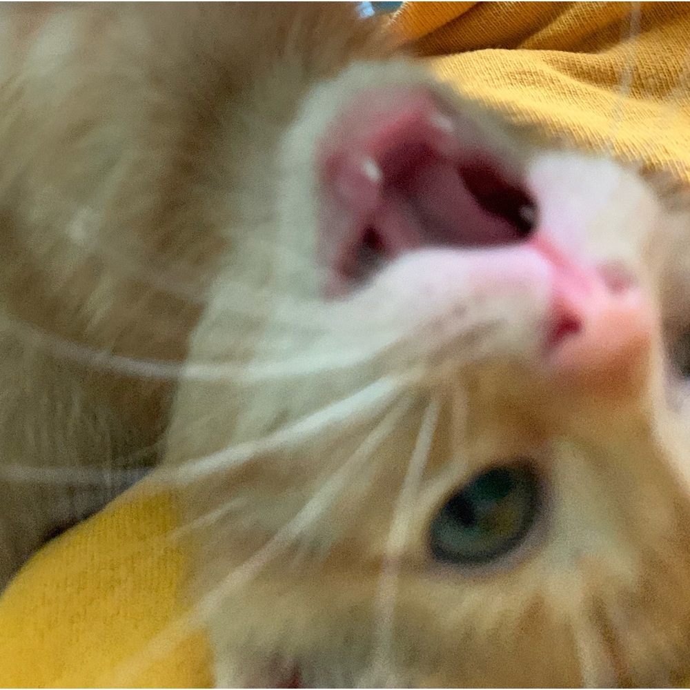 Meet your Posher, Saiki